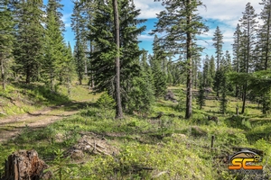 Elk Country 2 